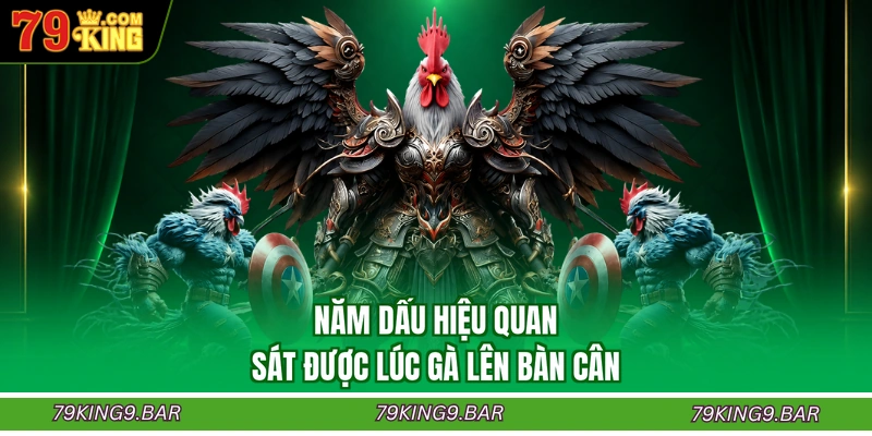 Năm dấu hiệu quan sát được lúc gà lên bàn cân