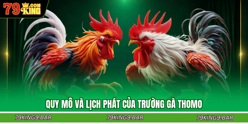 Quy mô và lịch phát của trường gà Thomo